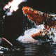 Illustration for article titled This man-eating crocodile was big enough to star in emLake Placid/em